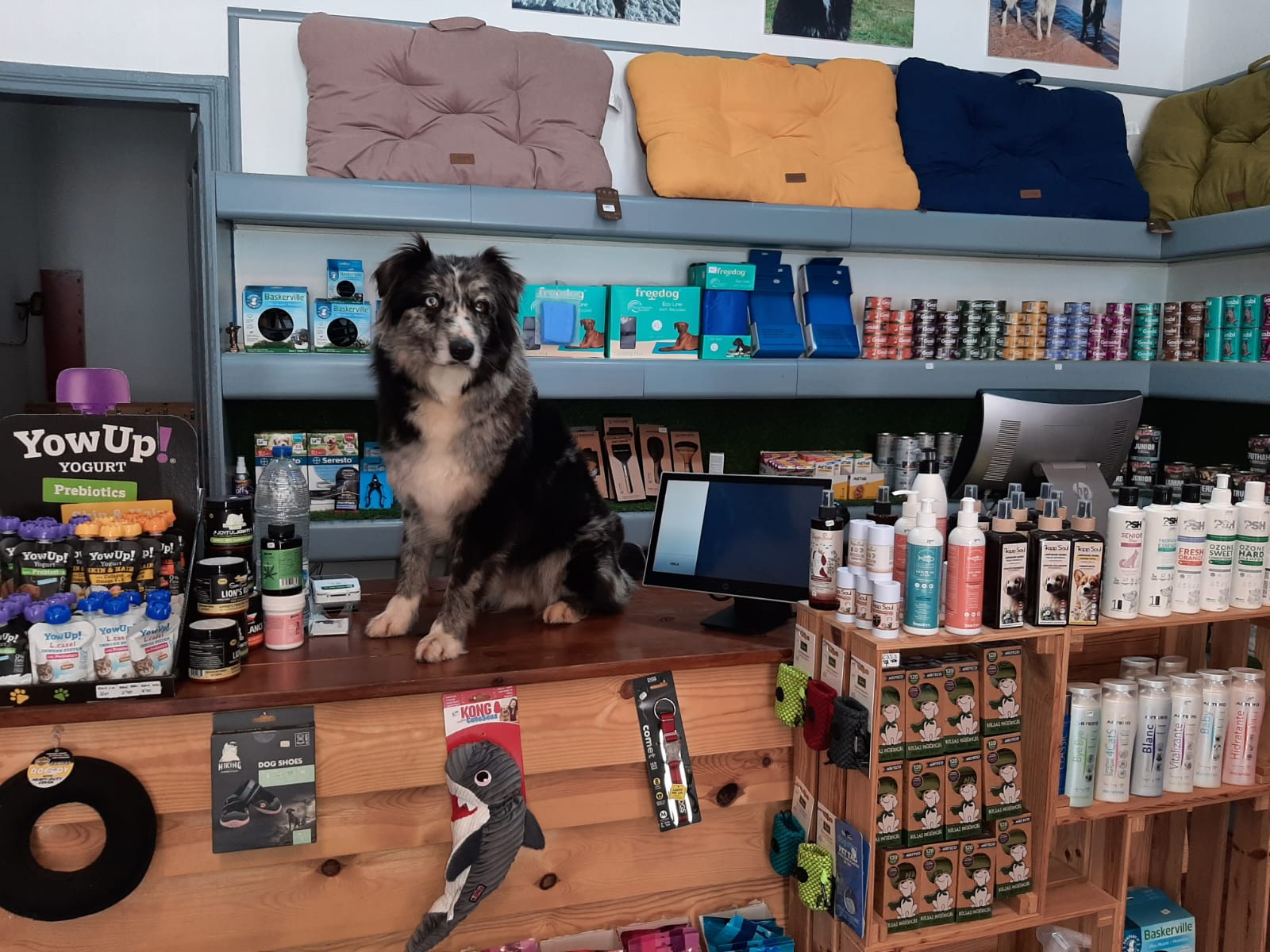 Perro encima de un mostrador con un TPV Strator